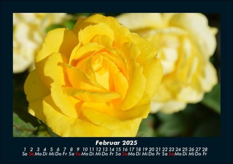 Produktbild: Strahlend sch&ouml;ne Rosen 2025 Fotokalender DIN A5