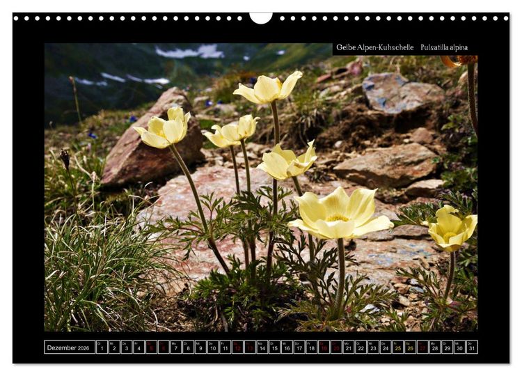Produktbild: Alpine Flora in der Hom&ouml;opathie (Wandkalender 2026 DIN A3 quer), CALVENDO Monatskalender