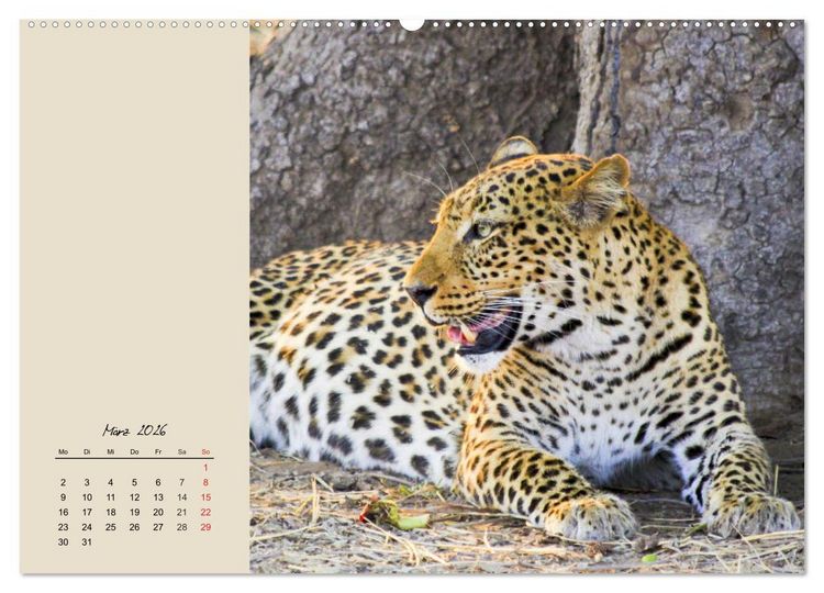 Produktbild: Leoparden. Geschmeidig, kr&auml;ftig und klug (Wandkalender 2026 DIN A2 quer), CALVENDO Monatskalender