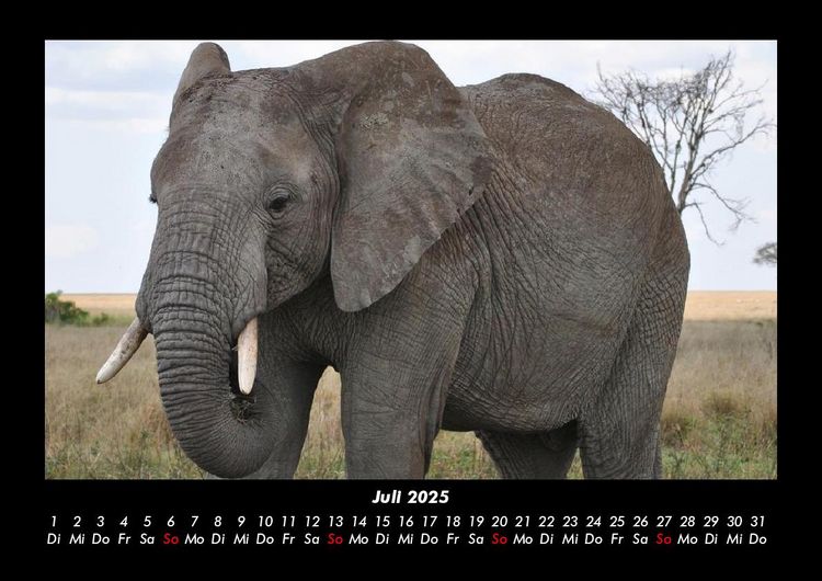 Produktbild: Tiere in der Wildnis 2025 Fotokalender DIN A3