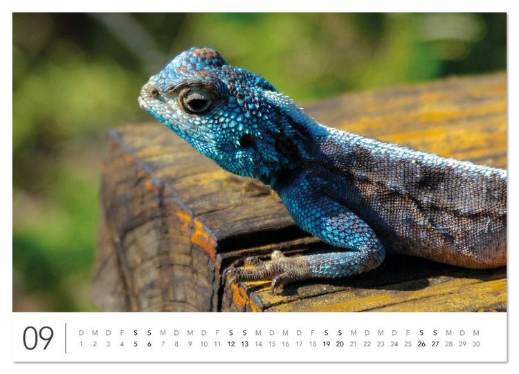 Produktbild: S&uuml;dafrika Garden Route (Wandkalender 2026 DIN A4 quer), CALVENDO Monatskalender
