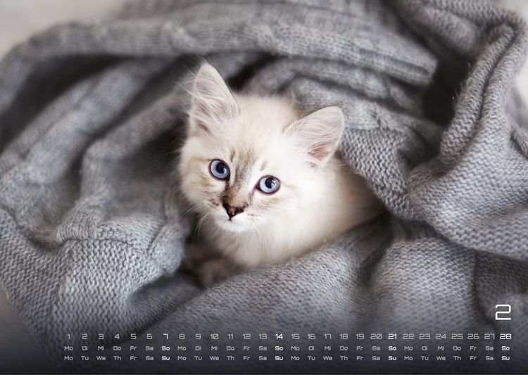 Produktbild: Miau Kids - kleine Tiger ganz gro&szlig; - Der Katzenkalender - 2027 - Kalender DIN A3
