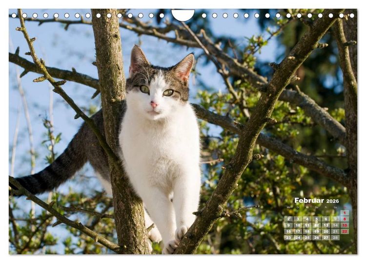 Produktbild: Katzen im Gr&uuml;nen (Wandkalender 2026 DIN A4 quer), CALVENDO Monatskalender