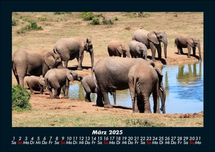 Produktbild: Tiere in der Wildnis 2025 Fotokalender DIN A5