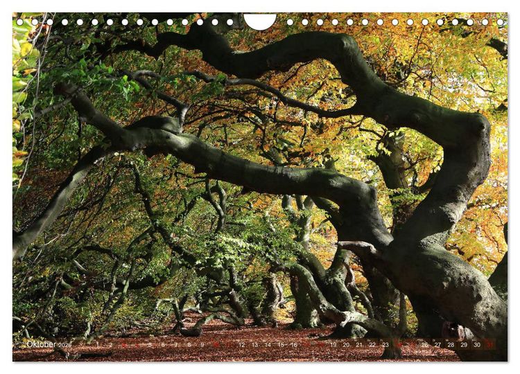 Produktbild: Das Jahr in der S&uuml;ntelbuchenallee (Wandkalender 2026 DIN A4 quer), CALVENDO Monatskalender