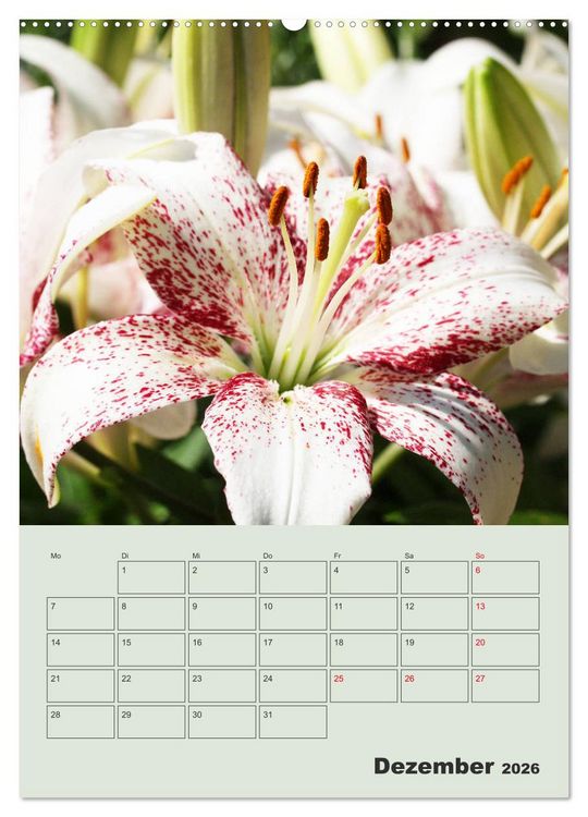 Produktbild: Lilien im Garten (Wandkalender 2026 DIN A2 hoch), CALVENDO Monatskalender