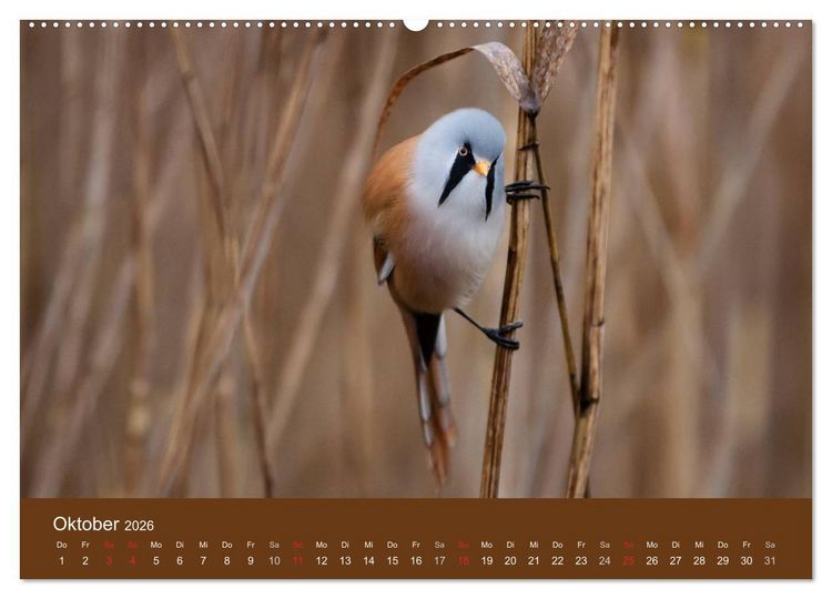 Produktbild: Der Federsee - Vogelparadies in Oberschwaben (hochwertiger Premium Wandkalender 2026 DIN A2 quer), Kunstdruck in Hochglanz