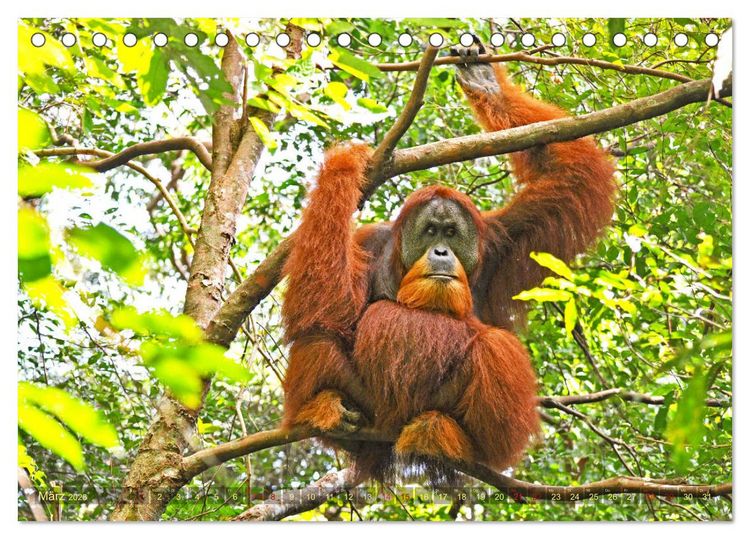 Produktbild: Orang Utans Sumatras Waldmenschen (Tischkalender 2026 DIN A5 quer), CALVENDO Monatskalender