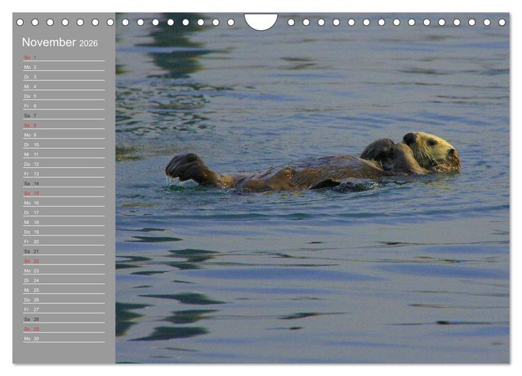 Produktbild: Otter. Frech, laut und clever (Wandkalender 2026 DIN A4 quer), CALVENDO Monatskalender