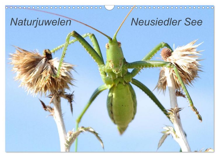 Produktbild: Naturjuwelen - Neusiedler See (Wandkalender 2026 DIN A3 quer), CALVENDO Monatskalender