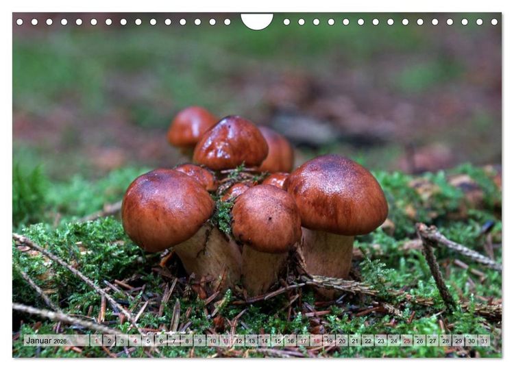 Produktbild: Waldpilz-Impressionen (Wandkalender 2026 DIN A4 quer), CALVENDO Monatskalender