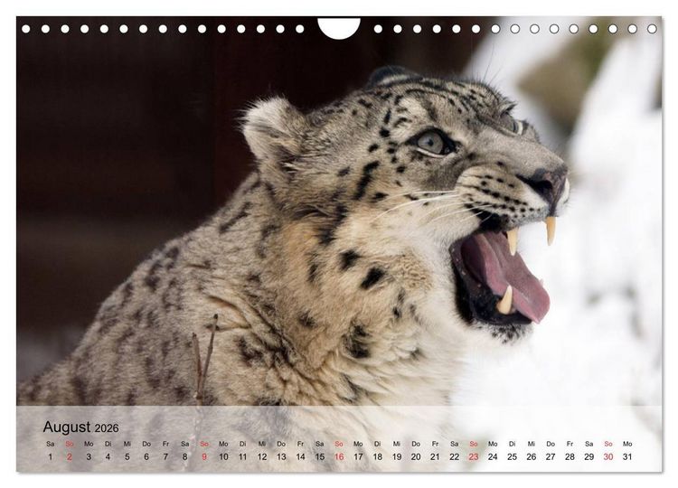 Produktbild: Leoparden. Elegante J&auml;ger (Wandkalender 2026 DIN A4 quer), CALVENDO Monatskalender