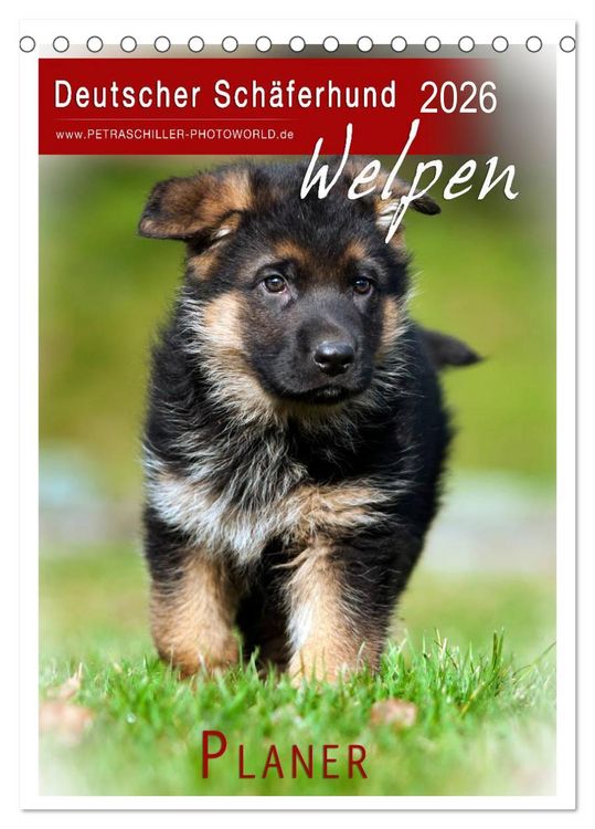 Produktbild: Deutscher Sch&auml;ferhund - Welpen, Planer (Tischkalender 2026 DIN A5 hoch), CALVENDO Monatskalender