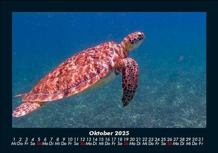 Produktbild: Schildkr&ouml;tenzauber 2025 Fotokalender DIN A5