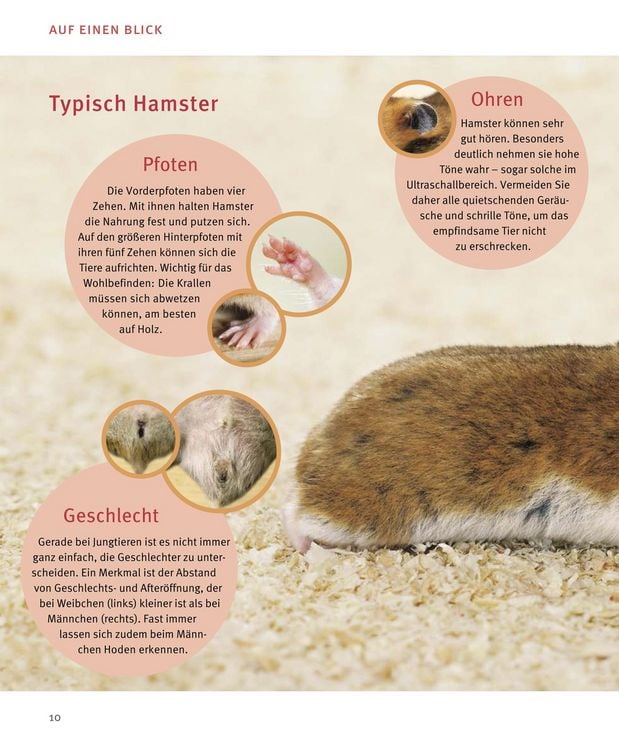 Produktbild: Hamster
