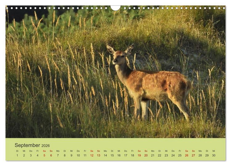 Produktbild: K&uuml;sten Hirsche - Rotwild auf dem Dar&szlig; (Wandkalender 2026 DIN A3 quer), CALVENDO Monatskalender