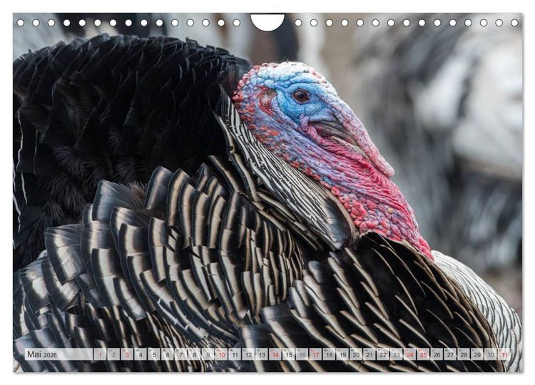 Produktbild: Emotionale Momente: Der Truthahn. (Wandkalender 2026 DIN A4 quer), CALVENDO Monatskalender