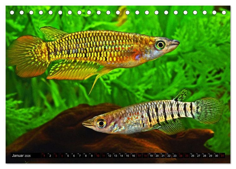 Produktbild: Beliebte Fische der Welt (Tischkalender 2026 DIN A5 quer), CALVENDO Monatskalender
