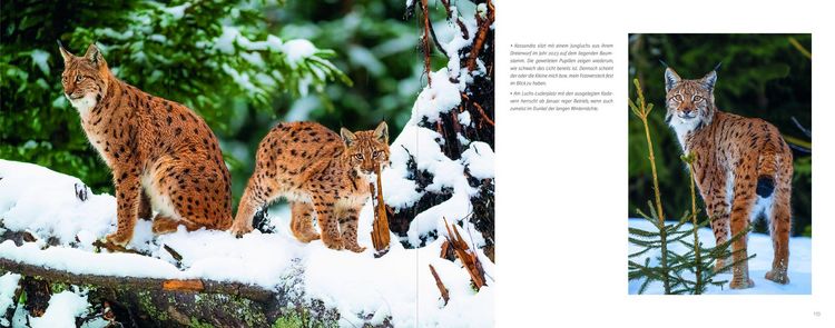 Produktbild: Luchs