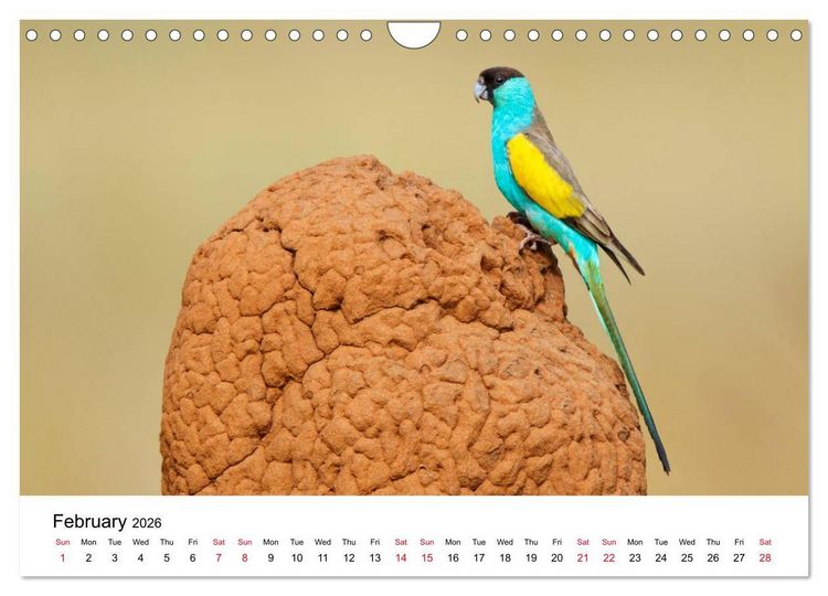 Produktbild: Australian Parrots (Wall Calendar 2026 DIN A4 landscape), CALVENDO 12 Month Wall Calendar