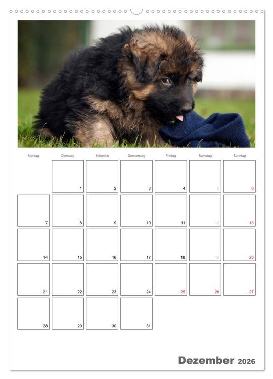 Produktbild: Deutscher Sch&auml;ferhund - Welpen, Planer (hochwertiger Premium Wandkalender 2026 DIN A2 hoch), Kunstdruck in Hochglanz