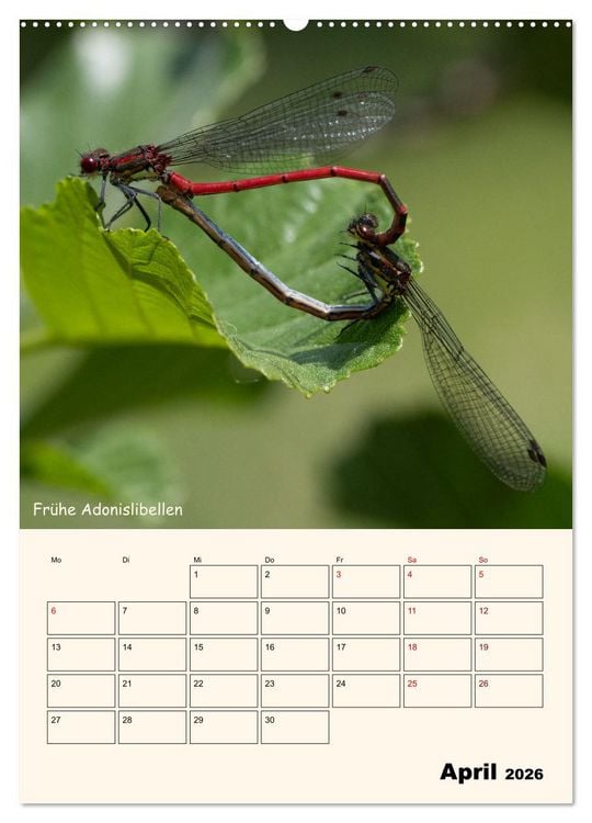 Produktbild: Libellen - Flugk&uuml;nstler in Bayern (Wandkalender 2026 DIN A2 hoch), CALVENDO Monatskalender