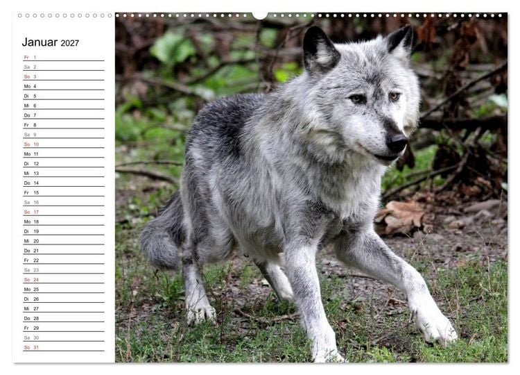 Produktbild: Im Rudel Zuhause - Der Wolf (hochwertiger Premium Wandkalender 2027 DIN A2 quer), Kunstdruck in Hochglanz