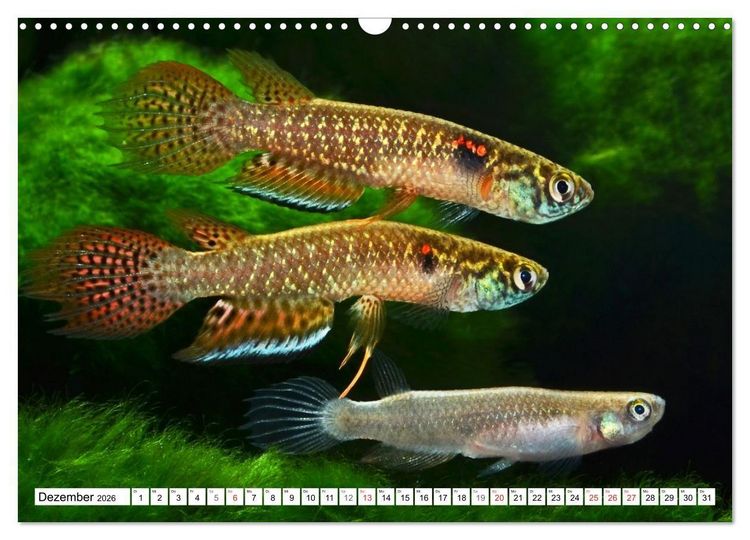 Produktbild: Killifische S&uuml;damerikas (Wandkalender 2026 DIN A3 quer), CALVENDO Monatskalender