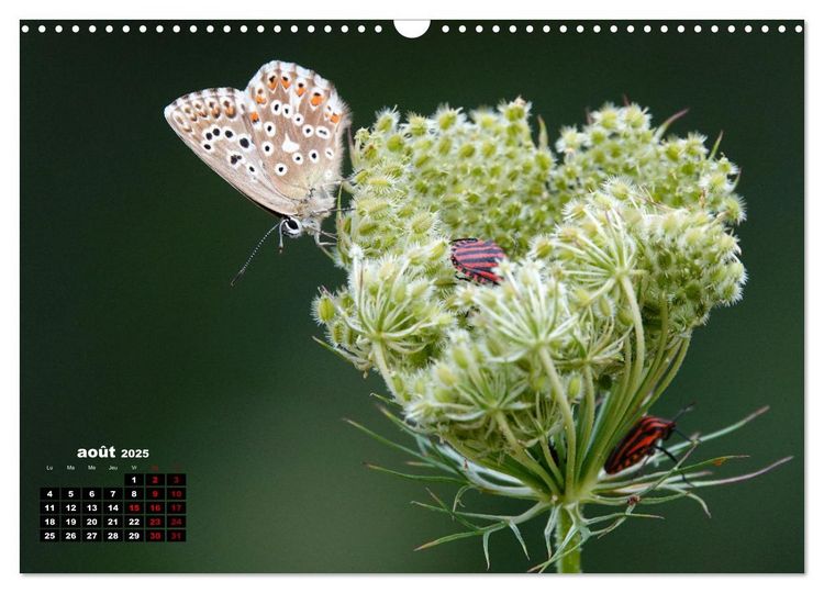 Merveilleux insectes en Île-de-France (Calendrier mural 2025 DIN A3 ...