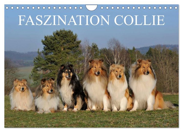 Produktbild: Faszination Collie 2026 (Wandkalender 2026 DIN A4 quer), CALVENDO Monatskalender
