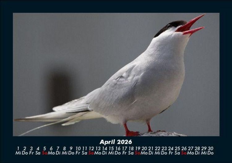 Produktbild: V&ouml;gel 2026 Fotokalender DIN A5
