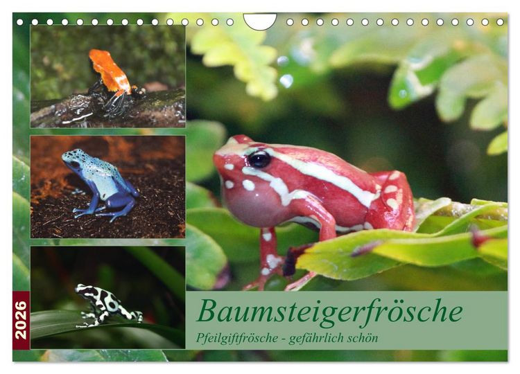 Produktbild: Baumsteigerfr&ouml;sche. Pfeilgiftfr&ouml;sche - gef&auml;hrlich sch&ouml;n (Wandkalender 2026 DIN A4 quer), CALVENDO Monatskalender