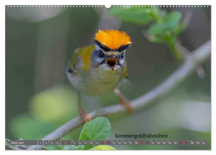 Produktbild: Vogelfotografie aus dem Norden (Wandkalender 2027 DIN A2 quer), CALVENDO Monatskalender