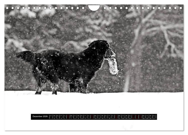 Produktbild: Flatcoated Retriever Black Edition (Wandkalender 2026 DIN A4 quer), CALVENDO Monatskalender