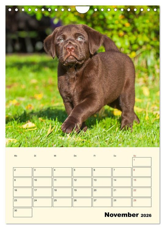 Produktbild: Familienplaner - Labrador Welpen entdecken die Welt (Wandkalender 2026 DIN A4 hoch), CALVENDO Monatskalender