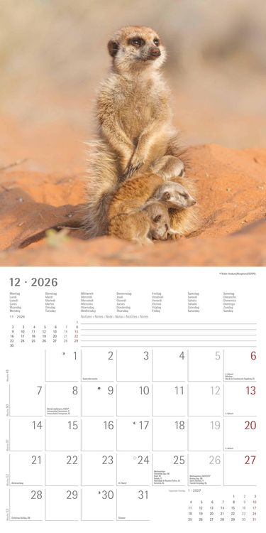 Produktbild: Alpha Edition - Erdmännchen 2026 Broschürenkalender, 30x30cm, Wandkalender mit P