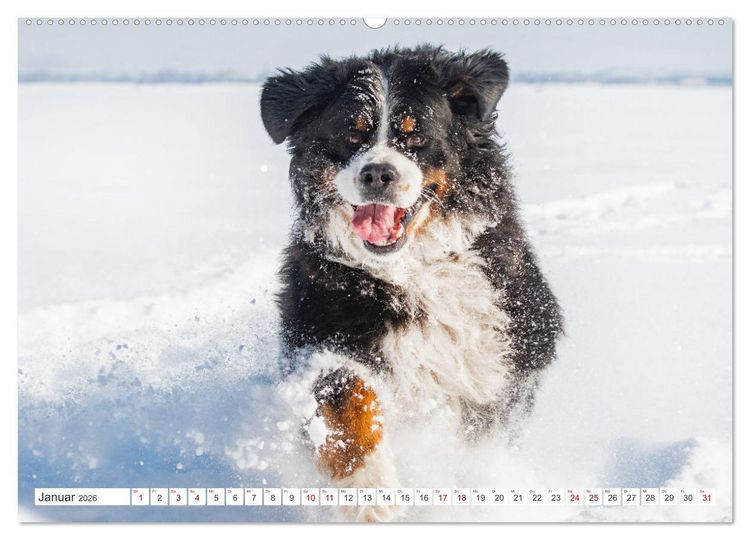 Produktbild: Berner Sennenhund - Ein Freund auf vier Pfoten (hochwertiger Premium Wandkalender 2026 DIN A2 quer), Kunstdruck in Hochglanz