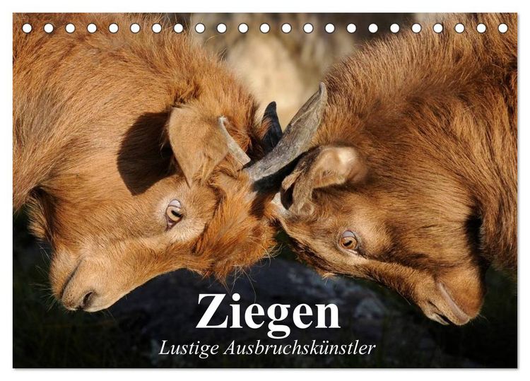 Produktbild: Ziegen. Lustige Ausbruchsk&uuml;nstler (Tischkalender 2026 DIN A5 quer), CALVENDO Monatskalender