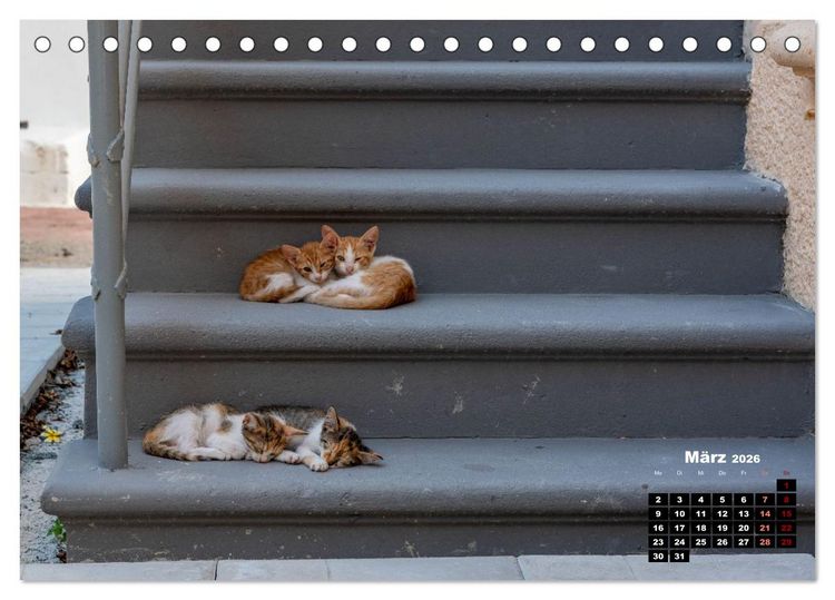 Produktbild: Katzen von Rhodos - Kleine G&ouml;tter auf vier Pfoten (Tischkalender 2026 DIN A5 quer), CALVENDO Monatskalender