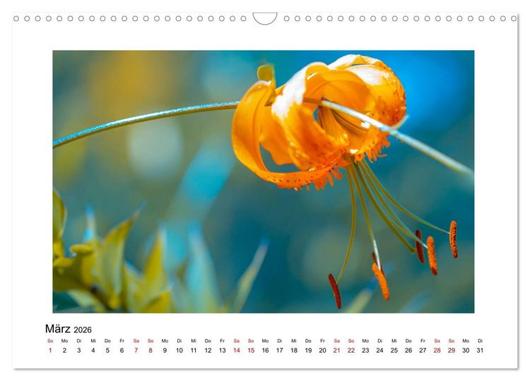 Produktbild: Oranger Bl&uuml;tentraum (Wandkalender 2026 DIN A3 quer), CALVENDO Monatskalender