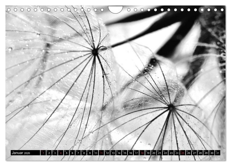 Produktbild: Pusteblume - Impressionen in schwarzwei&szlig; (Wandkalender 2026 DIN A4 quer), CALVENDO Monatskalender