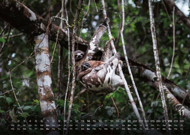 Produktbild: Faultiere &ndash; Chill mal! - 2027 - Kalender DIN A3