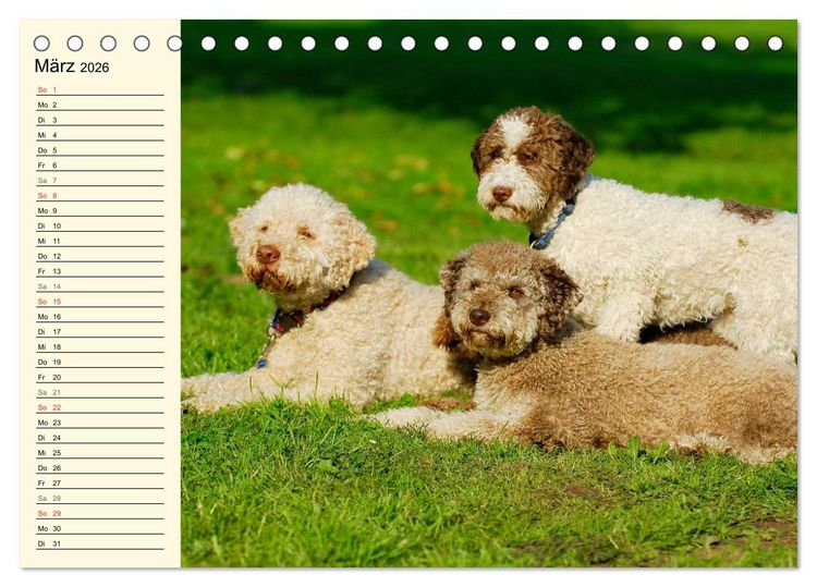 Produktbild: Lagotto Romagnolo - Italienischer Tr&uuml;ffelhund (Tischkalender 2026 DIN A5 quer), CALVENDO Monatskalender