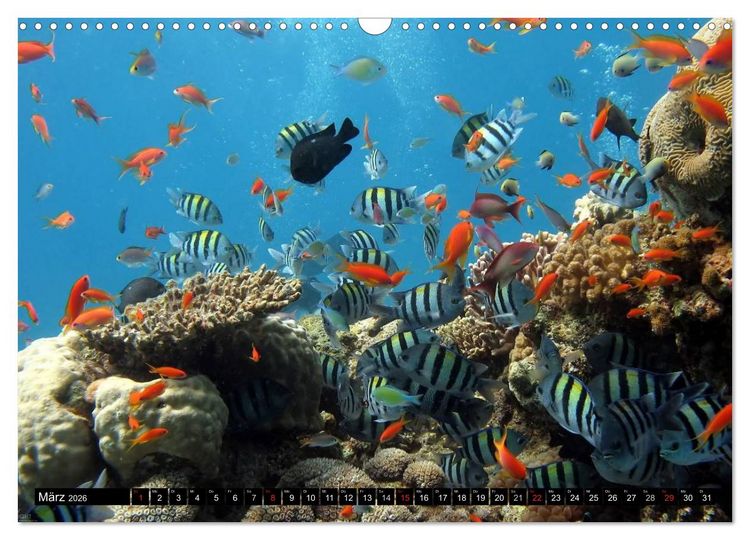 Produktbild: Fische und Meerestiere (Wandkalender 2026 DIN A3 quer), CALVENDO Monatskalender