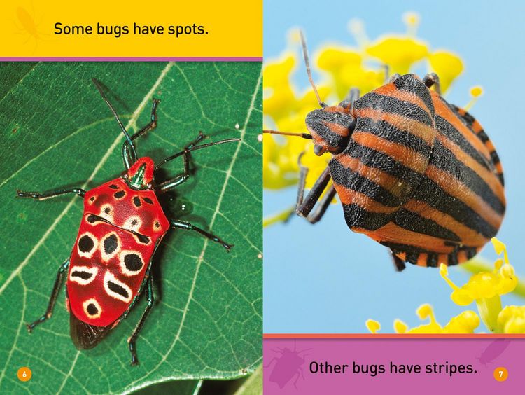 Produktbild: Bugs! (National Geographic Kids Readers, Pre-Reader)