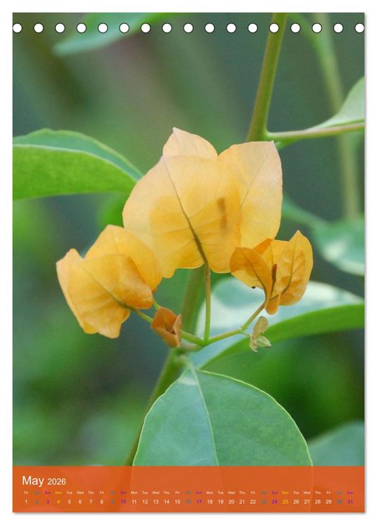 Produktbild: Mexican Garden Flowers - Aguascalientes (Desk Calendar 2026 DIN A5 portrait), CALVENDO 12 Month DeskCalendar