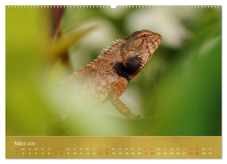 Produktbild: Agamen - Echsen aus der Urzeit (hochwertiger Premium Wandkalender 2026 DIN A2 quer), Kunstdruck in Hochglanz