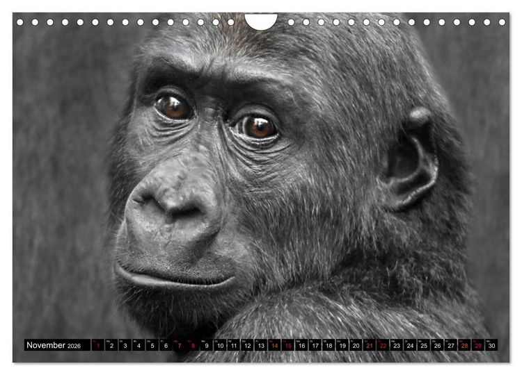Produktbild: MENSCHEN-AFFEN-KINDER (Wandkalender 2026 DIN A4 quer), CALVENDO Monatskalender