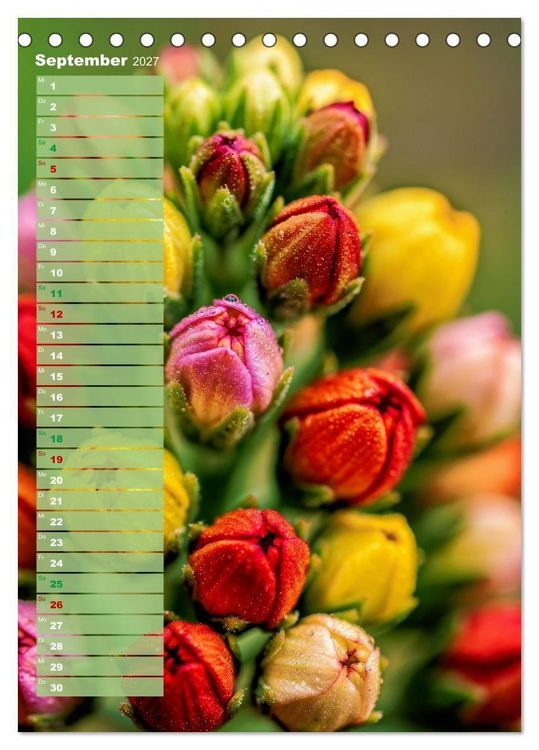 Produktbild: Bunte Augenblicke (Tischkalender 2027 DIN A5 hoch), CALVENDO Monatskalender