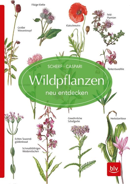 Produktbild: Wildpflanzen neu entdecken